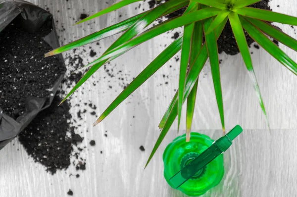 Pflege Von Zimmerpflanzen Erde Dracaena Handschuhe Sprühflasche Auf Einem Grauen — Stockfoto