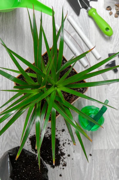 Cuidados Para Plantas Interior Solo Dracaena Luvas Spray Garrafa Chão — Fotografia de Stock