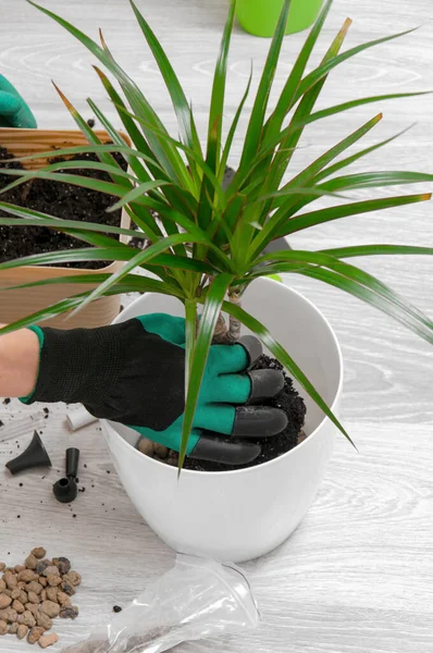 Pflege Von Zimmerpflanzen Das Mädchen Verpflanzte Dracaena Dracaena Gießkanne Spritzpistole — Stockfoto