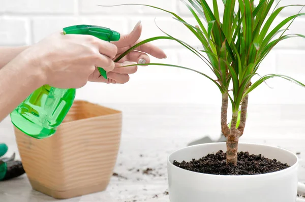 Menina Pulveriza Folhas Dracaena Com Uma Pistola Pulverização Cuidados Para — Fotografia de Stock