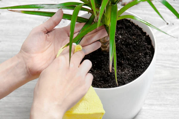 Cuidados Para Plantas Interior Transplante Plantas Domésticas Menina Limpa Vaso — Fotografia de Stock