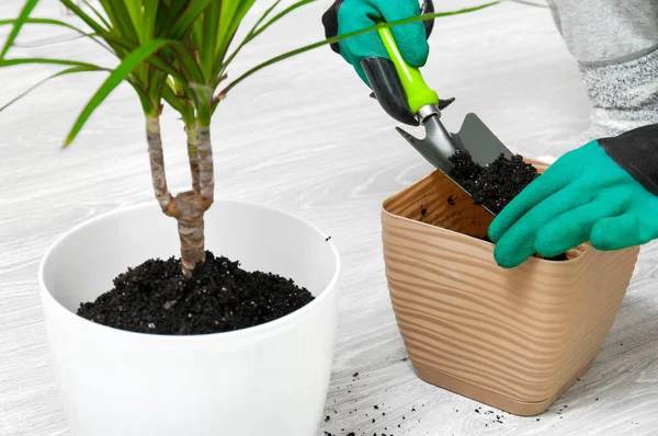 Cuidado Plantas Interior Chica Trasplantó Dracaena Dracaena Regadera Pistola Pulverización Imagen De Stock