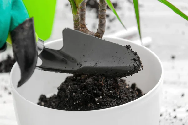 Cuidado Plantas Interior Chica Trasplantó Dracaena Dracaena Regadera Pistola Pulverización Imagen De Stock