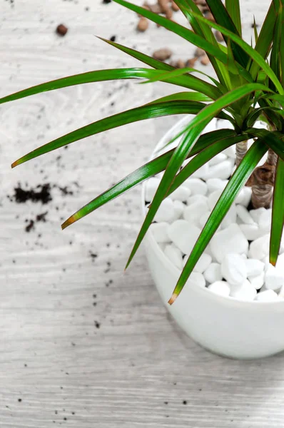 Soins Pour Les Plantes Intérieur Dracaena Sur Parquet Gris Transplantation Images De Stock Libres De Droits