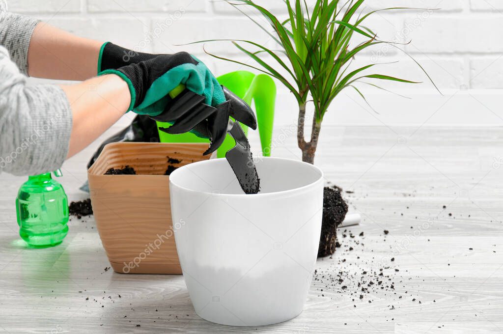 Care for indoor plants. The girl transplanted dracaena. Dracaena, watering can, spray gun, soil, drainage, moisture measuring tubes, shovel on a gray wooden floor. Palm trees care.