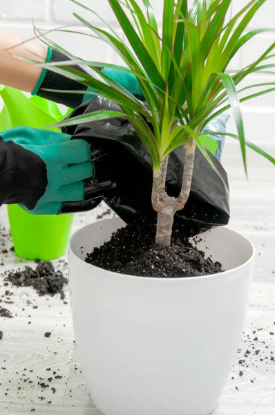 Kapalı alandaki bitkilerle ilgilenin. Kız dracaena 'yı nakletmiş. Dracaena, sulama kutusu, sprey tabancası, toprak, drenaj, nem ölçme tüpleri, gri ahşap zeminde kürek. Palmiye ağaçları.