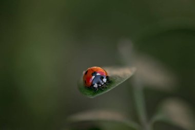 Yeşil arkaplanda yaprak üzerindeki adybug