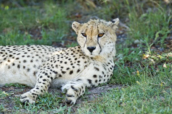 Gepard, ležící ve stínu — Stock fotografie