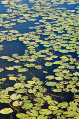 Bir su birikintisi üzerinde yeşil lilyum