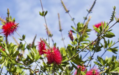 Şişe fırça bush yaz aylarında