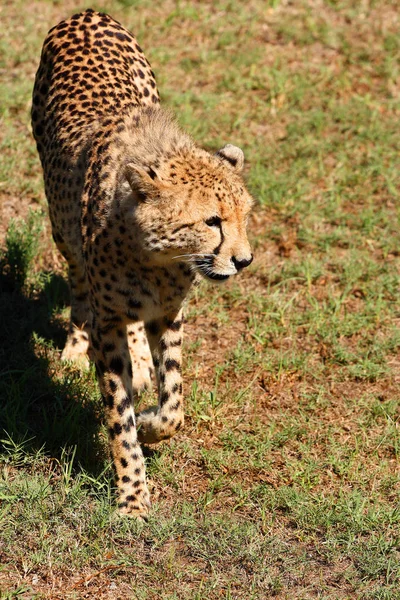 Cheetah passando — Fotografia de Stock