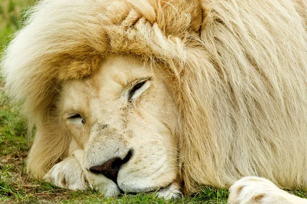 Leone bianco maschio sdraiato — Foto Stock