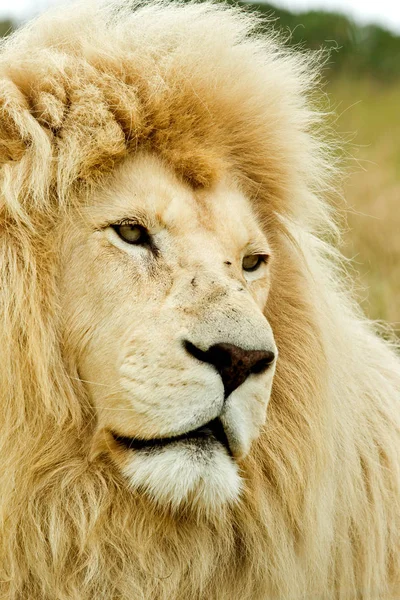 Portrait lion blanc — Photo