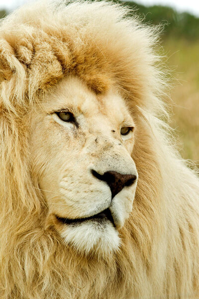 Portrait photograph of a large male white lion looking sleepy