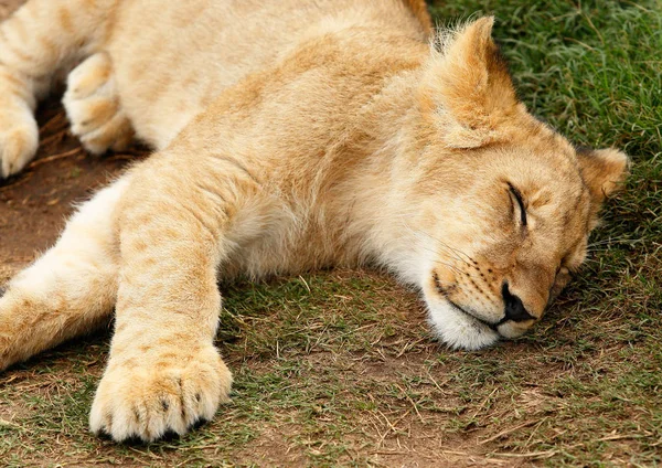 Jeune lionceau dormant à l'ombre — Photo