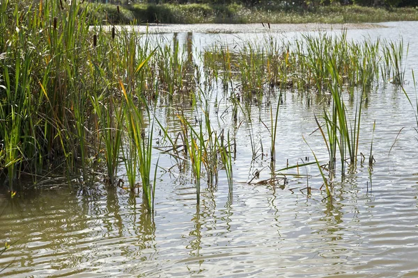 Bullrushes bir göl kenarında — Stok fotoğraf