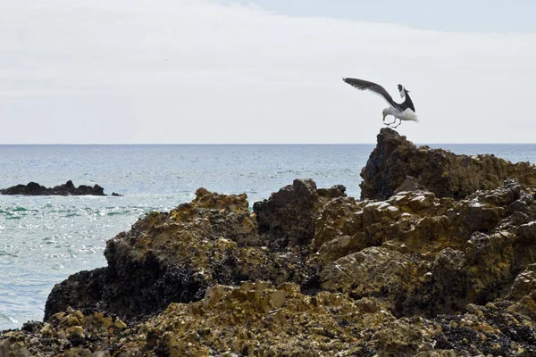Gaviota aterrizando en una roca —  Fotos de Stock