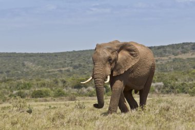 Afrika fili kısa yürüyüş çim Makinası