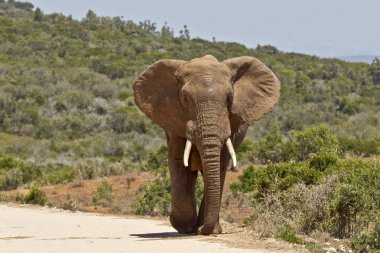 Large male elephant walking along a dirt road clipart