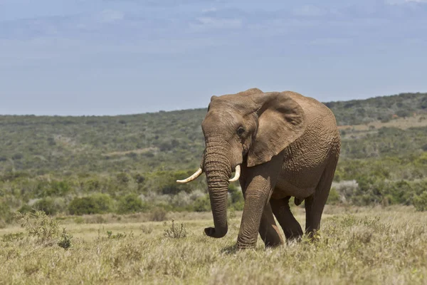Afrikansk elefant promenader i korta torrt gräs — Stockfoto