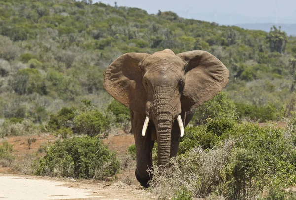 Large African elephant walking out of thick bush — Stock Photo, Image