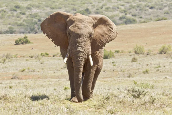 Grande elefante africano maschio che cammina in brevi prati della savana — Foto Stock