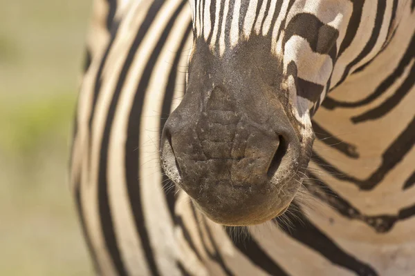 Nariz de zebra e bigodes — Fotografia de Stock