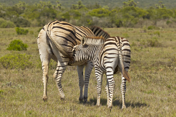Young zebra stands and feeds from its mother in the hot african sun