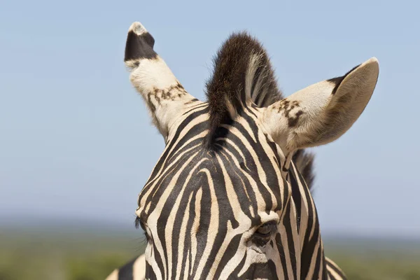 Zebra's hoofd, manen en ogen — Stockfoto