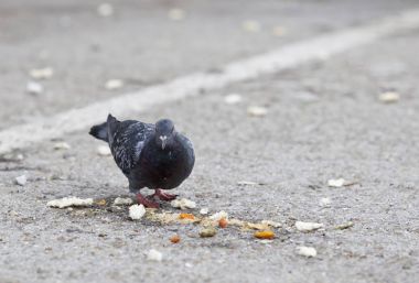 pigeon eating peels and leftover food clipart