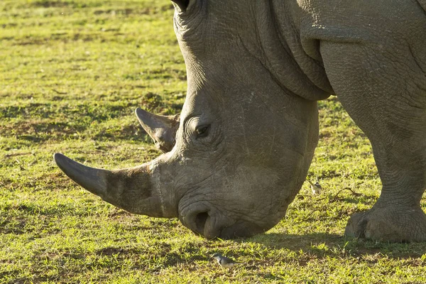 White Rhino grazing short green grass — Stock Photo, Image