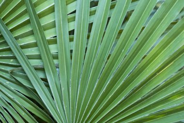 Yeşil palmiye örtüşen bırakır