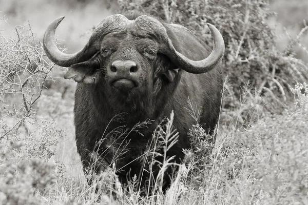 Alerta de búfalo en hierba seca — Foto de Stock