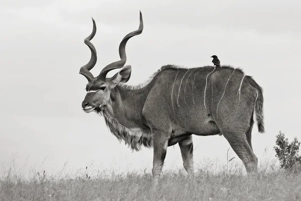 Gran antílope kudu macho en blanco y negro — Foto de Stock