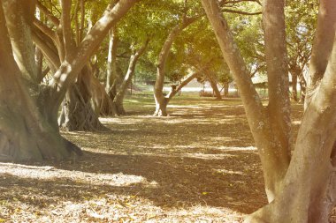 Ağaçlar ve ilginç kökleri ile doğal park