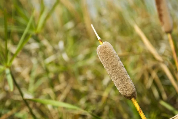 葦の湿地ブル ラッシュ花 — ストック写真