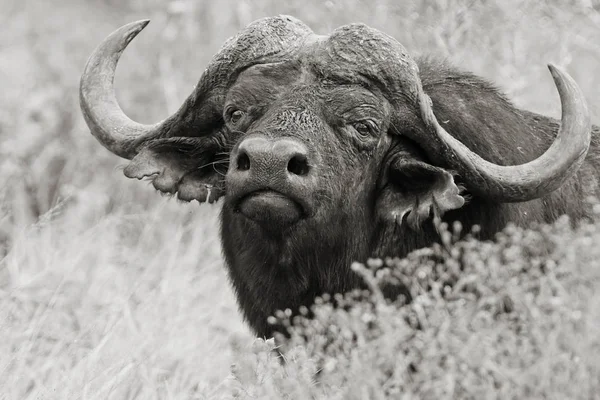 Buffalo mirando a través de hierba seca — Foto de Stock