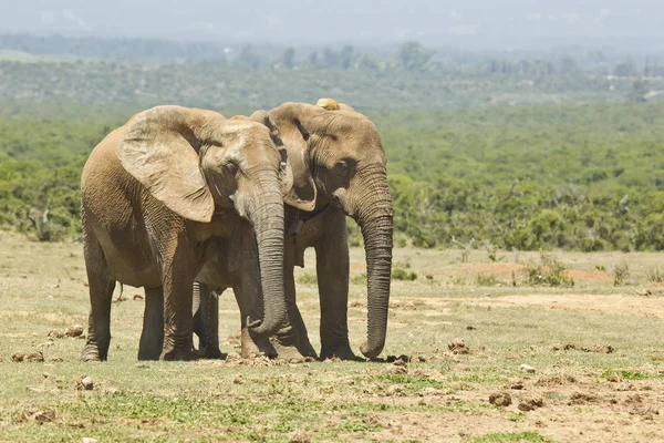 Afrikanska elefanter på en öppen savann — Stockfoto