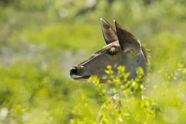 Allarme giovane kudu — Foto Stock