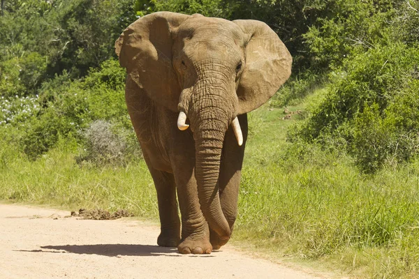 Afrikansk elefant promenader längs en dammig väg — Stockfoto