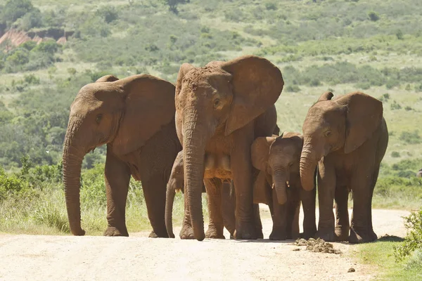 Familj av elefanter går längs en dammig väg — Stockfoto