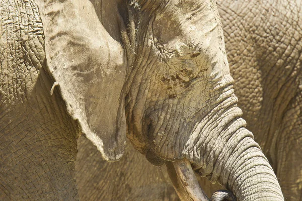 Grande elefante em pé ao sol — Fotografia de Stock