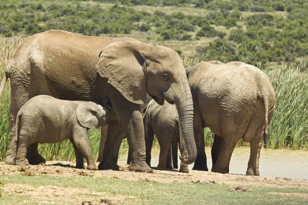 Familia de elefantes de pie en un agujero de agua — Foto de Stock
