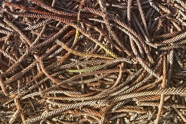Biologico aghi di pino sfondo — Foto Stock
