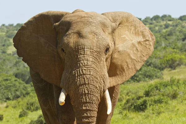 Ritratto di un elefante africano — Foto Stock