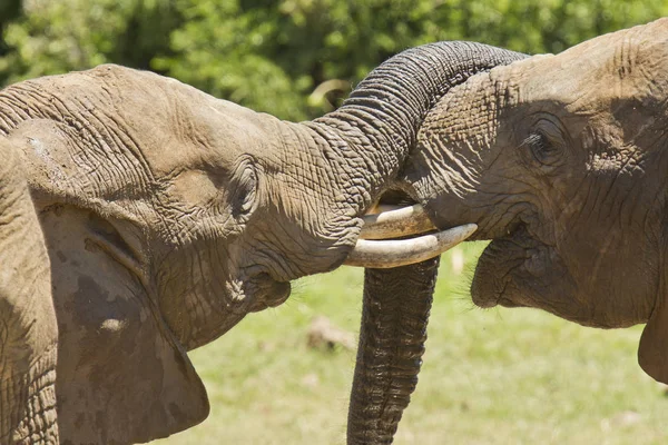 Teo elefantes jugando con sus troncos en el sol — Foto de Stock