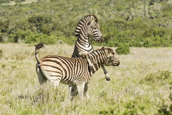 Dos cebras saltando y jugando — Foto de Stock