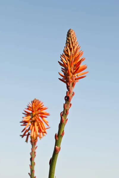 Vilda aloe blommor — Stockfoto