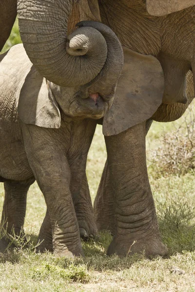 Young elephant holding onto mommy — Stock Photo, Image