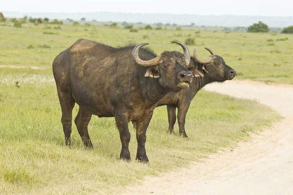 Joven búfalo masticando al lado de un camino — Foto de Stock